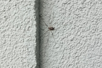 Brown spider on a gray wall close-up.