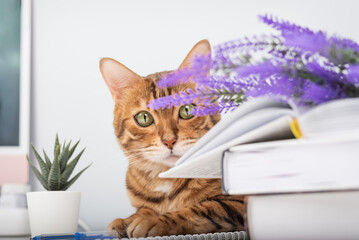 A playful Bengal cat peeks out from behind a lavender branch.