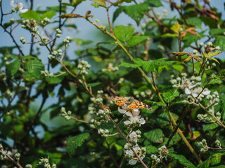 Butterfly resting on flowering blackberry bushes in a sunny garden setting during late spring