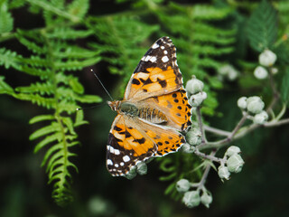 Vibrant butterfly perched on delicate flowers in a lush green environment