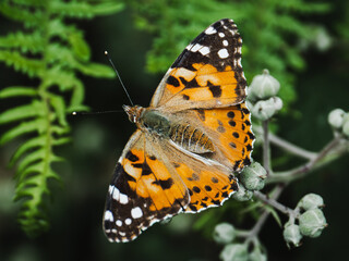 Obraz premium Colorful butterfly resting on green foliage during a sunny afternoon in a serene garden