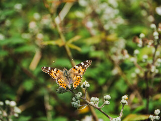 Colorful butterfly rests on a flower during a sunny day in a lush garden