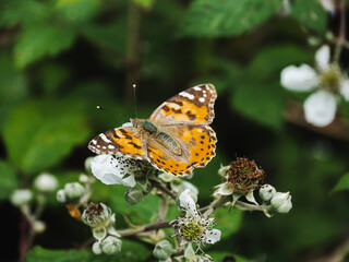 Beautiful butterfly resting on white flowers in a colorful garden during springtime