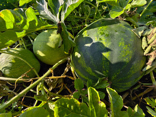 Watermelon fruit surrounded by stems and leaves in the garden.