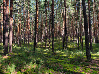 Photograph of a mossy forest on a summer day.
