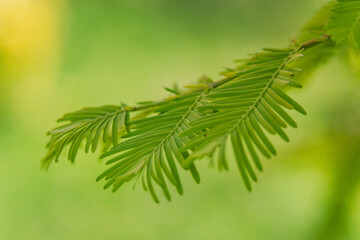 Close-up view of vibrant green fern leaves against a blurred background of nature during a sunny afternoon