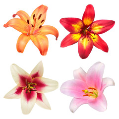 Collection head lily flower isolated on white background. Top view, flat design, florist business concept