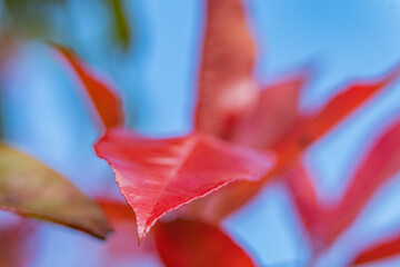 Vibrant red leaves contrast against a clear blue sky during autumn season in a natural setting