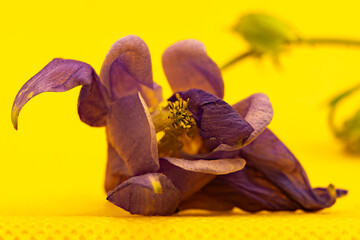 Vibrant purple flower on bright yellow background showcasing nature's beauty in detail