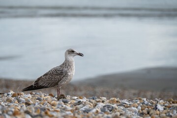 juvenile european herring gull larus argentatus on the beach with the sea blurred in the background