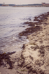 Brown seaweed scattered along sandy coast with gentle waves approaching