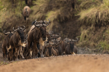 wildbeest migration