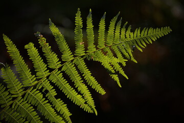 Farnblatt im Sonnenschein