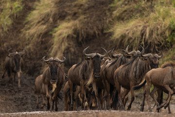 wildbeest migration