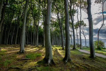 Der Gespensterwald bei Nienhagen an der Ostseeküste