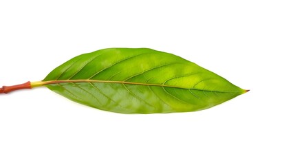 Obraz premium Fresh Green Leaf Isolated on White Background for Nature Themes