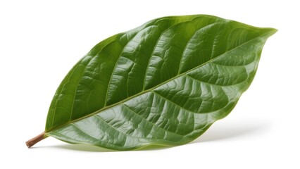 Fototapeta premium Vibrant Green Leaf with Distinct Veins Set Against a White Background