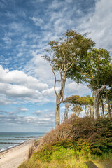 Der Gespensterwald bei Nienhagen an der Ostseeküste