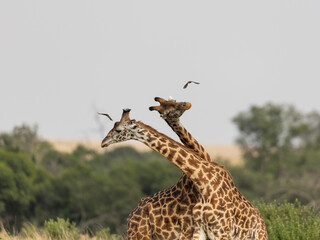 giraffe in the wild
