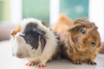 guinea pig and baby guinea pig on white background.