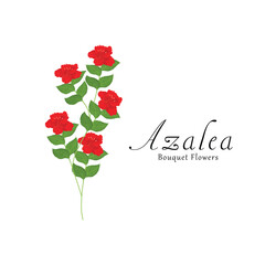 Azalea plant flower vector illustrations.