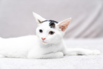 White kitten unique black markings lying, sleeping, looking on soft blanket indoors, cute domestic cat portrait for pet adoption, animal shelter, veterinary care, feline love and companionship concept