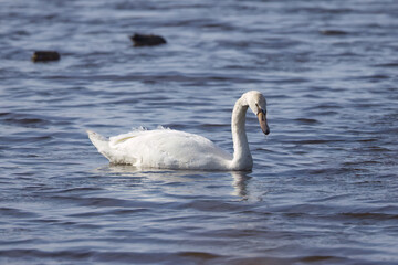 
An elegant mute swan, view from the front on a shimmering blue lake with gentle waves, a swan, white elegant bird on a blue lake, bird with elegant posture, Cygnus olor