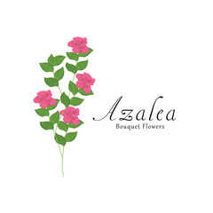 Azalea plant flower vector illustrations.