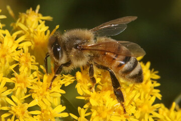 Honeybees on Goldenrod in fall, their last food source before winter.