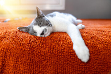 Cute gray white cat on orange plaid. Pet warms under a blanket in cold winter weather. a gray and white cat sleeping under a blanket. Pets friendly and care concept. domestic cat on sofa
