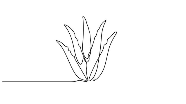 Self drawing animation of single line draw healthy organic green aloe vera for farm logo identity. Full length motion.