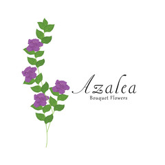 Azalea plant flower vector illustrations.