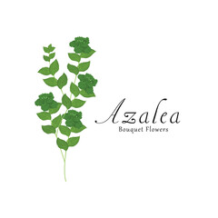 Azalea plant flower vector illustrations.