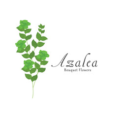 Azalea plant flower vector illustrations.