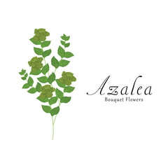 Azalea plant flower vector illustrations.