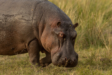 Fototapeta premium hippopotamus 