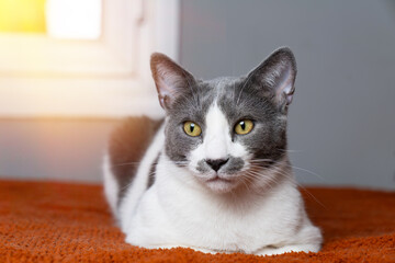 Cute gray white cat on orange plaid. Pet warms under a blanket in cold winter weather. a gray and white cat sleeping under a blanket. Pets friendly and care concept. domestic cat on sofa
