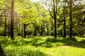 Obraz premium sunlit green meadow with benches in grove of park