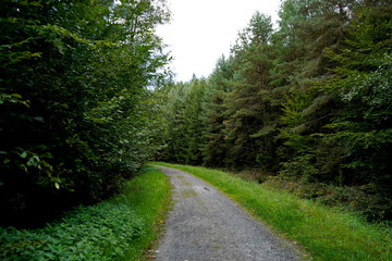 Curving gravel forest road bordered by bright grass and dense conifers under an overcast sky; inviting woodland route for walking, cycling and a calm nature escape in soft daylight.