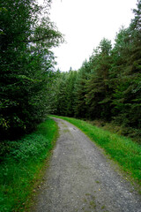 Curving gravel forest road bordered by bright grass and dense conifers under an overcast sky; inviting woodland route for walking, cycling and a calm nature escape in soft daylight.