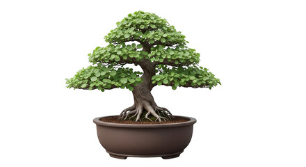 Bonsai tree in a pot isolated on transparent background
