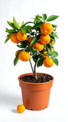 Potted citrus tree with ripe fruit