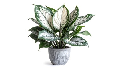 Potted plant, white and green