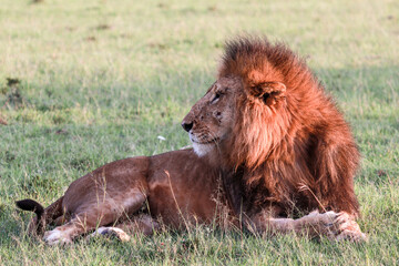 lion in the grass