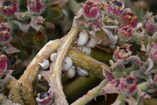 Sobreviv&ecirc;ncia dos caracois em terras aridas da sanava