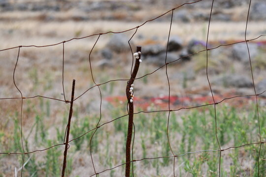 Sobreviv&ecirc;ncia dos caracois em terras aridas da sanava