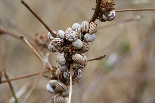 Sobreviv&ecirc;ncia dos caracois em terras aridas da sanava