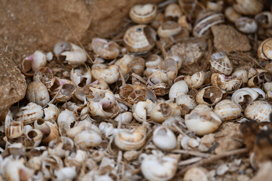 Sobreviv&ecirc;ncia dos caracois em terras aridas da sanava