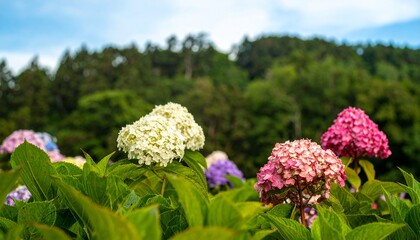 Fototapeta premium Peaceful nature scene capturing botanical details with high depth of field