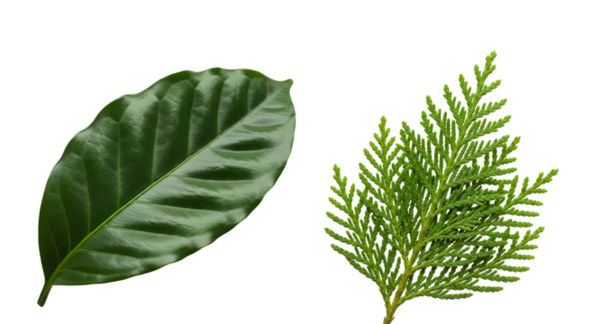 Comparison of Broadleaf and Needle-Like Leaves on White Background
